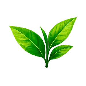 Corazex — té verde (Camellia sinensis)