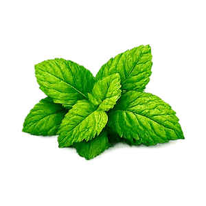 Corazex — toronjil (Melissa officinalis)